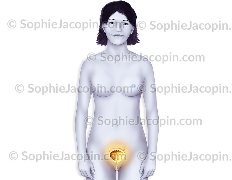 ANATOMIE DE LA VESSIE CHEZ LA FEMME – Image 5