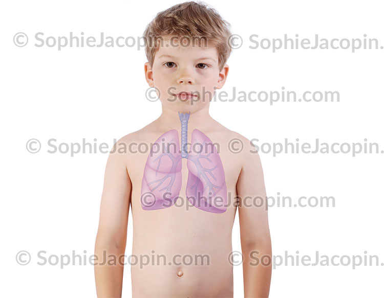 POUMONS TRACHÉE ENFANT