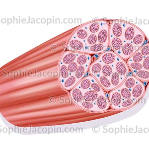 FAISCEAU MUSCULAIRE