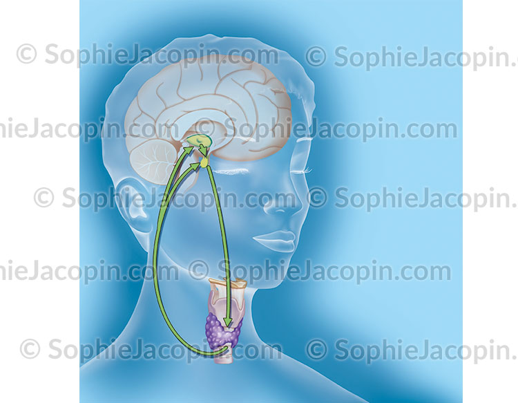 FONCTIONNEMENT DE LA THYROÏDE – Image 3