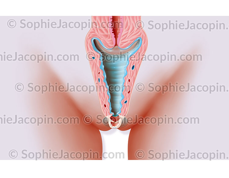TRAITEMENT SÉCHERESSE VAGINALE – Image 2
