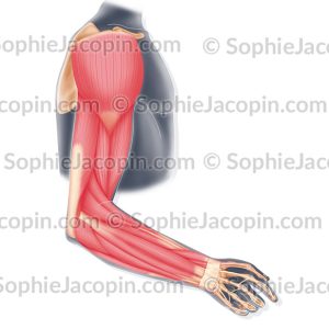MUSCLES DU BRAS