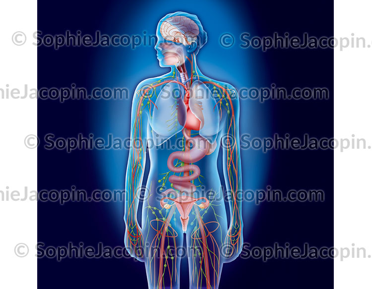 ANATOMIE GÉNÉRALE FÉMININE