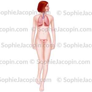 ANATOMIE FÉMININE