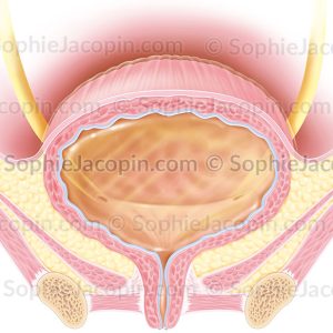 ANATOMIE DE LA VESSIE CHEZ LA FEMME