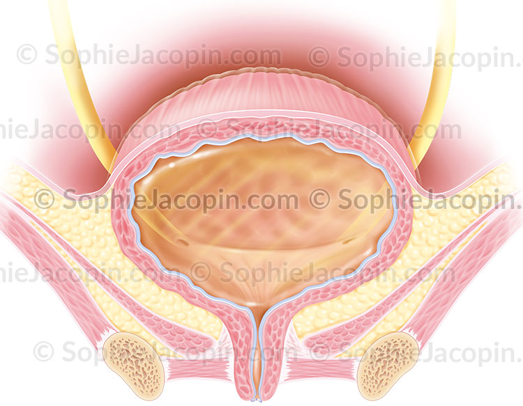 ANATOMIE DE LA VESSIE CHEZ LA FEMME