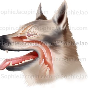 CHIEN ODORAT