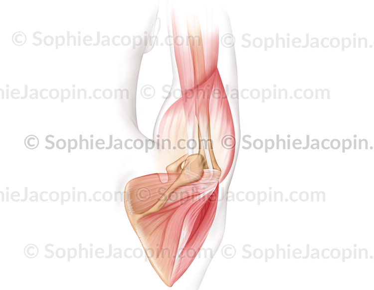 TENDINITE DE L’ÉPAULE – Image 3
