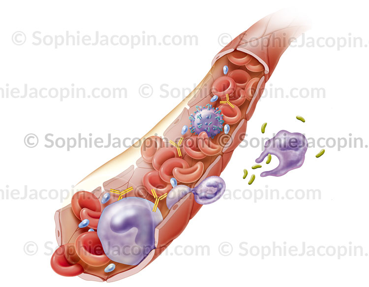 SYSTÈME HÉMATOLOGIQUE – Image 3