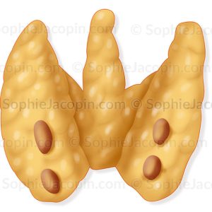 GLANDES PARATHYROÏDES