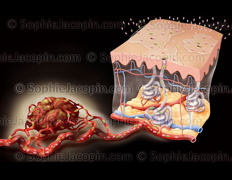 CHIEN ODORAT – Image 4