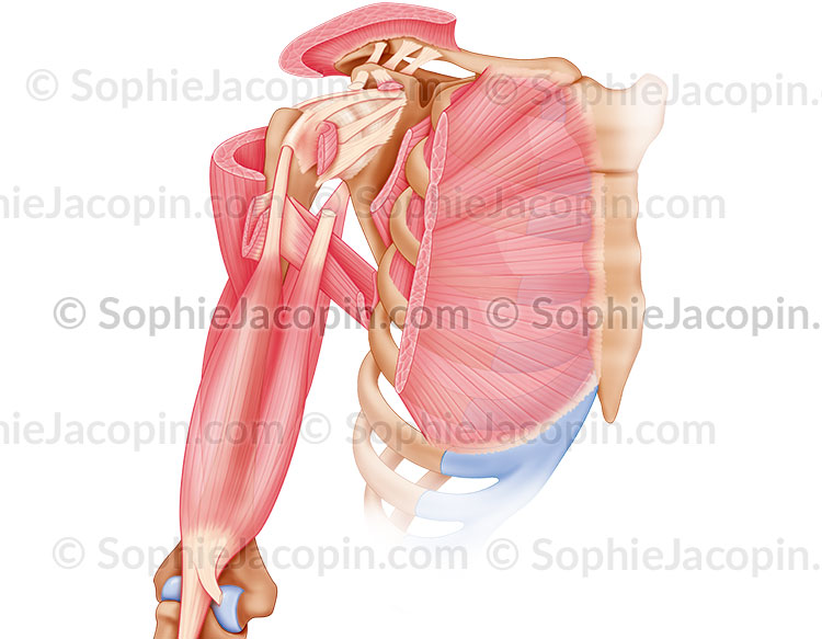 MUSCLE ÉPAULE – Image 3