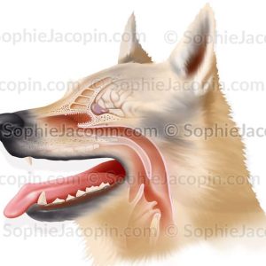ODORAT DU CHIEN
