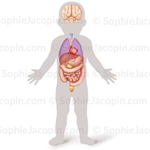 ORGANES ENFANT FACE