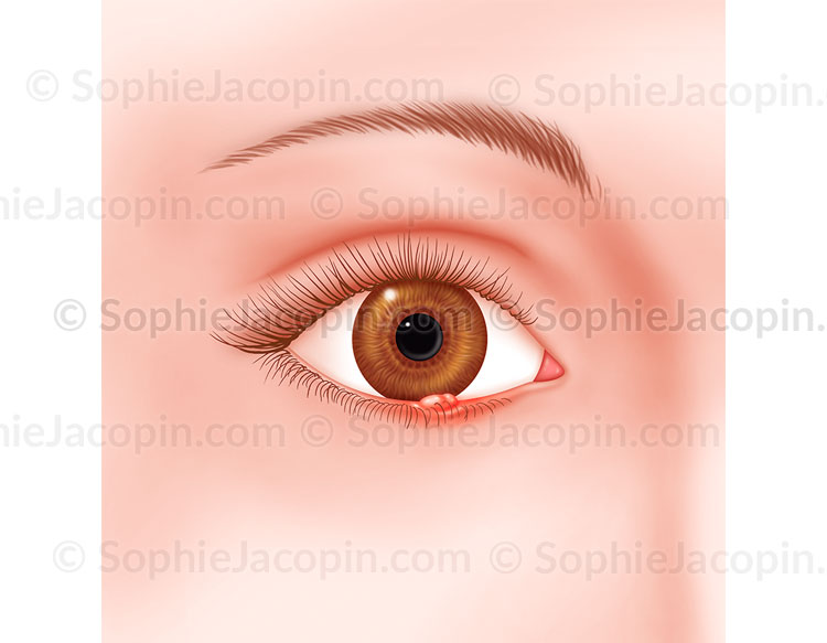 ORGELET – Image 2