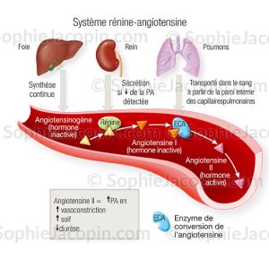 SYSTÈME RÉNINE ANGIOTENSINE