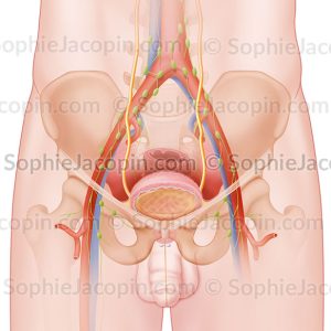 ANATOMIE DE LA VESSIE CHEZ L’HOMME